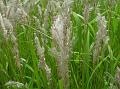 Cogon Grass